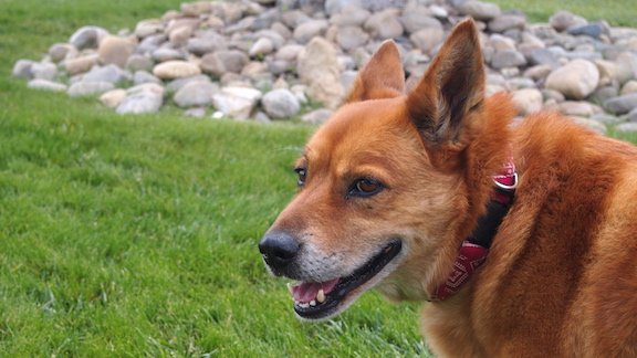 Dog-friendly wine tour Sonoma