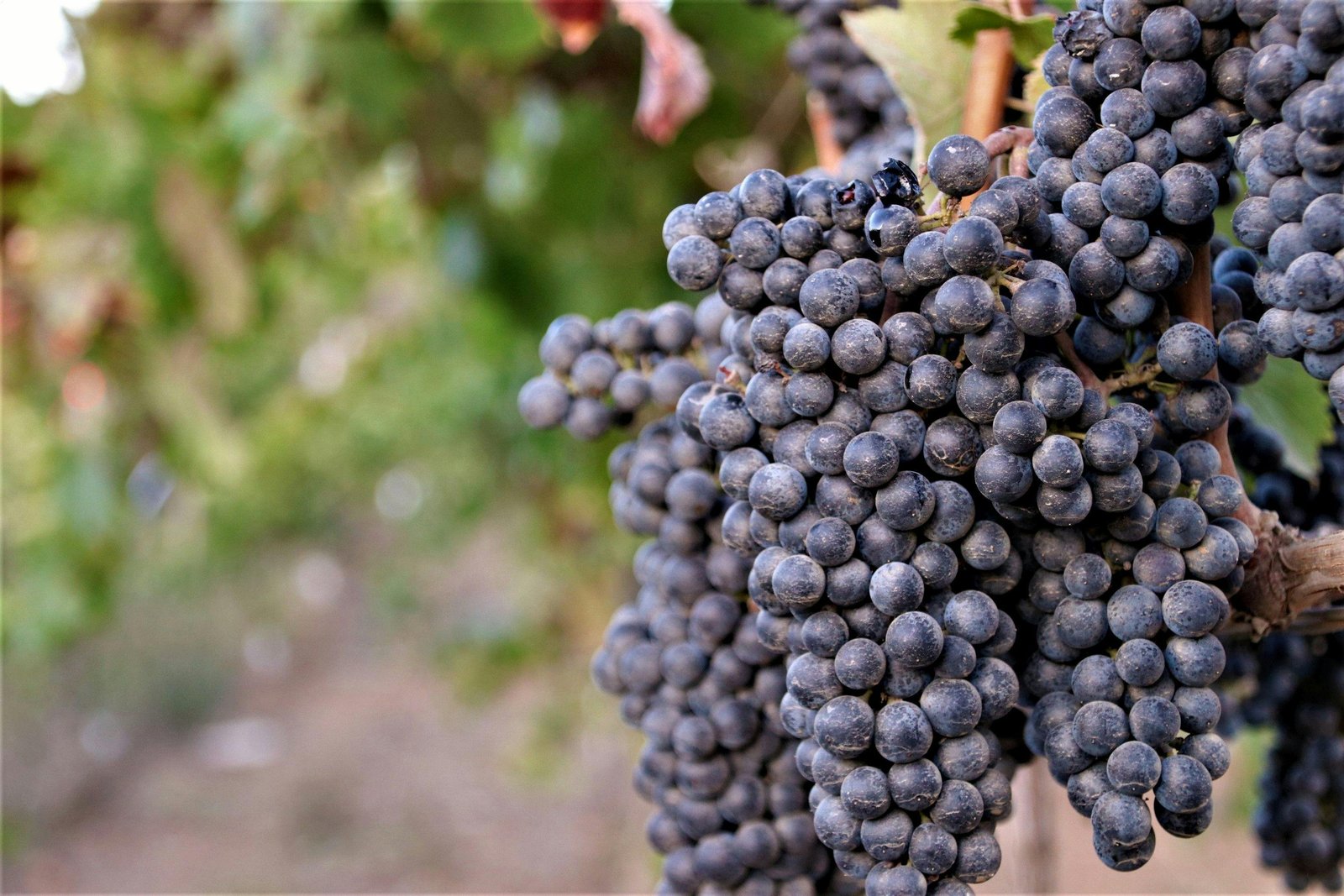 California wine tour group