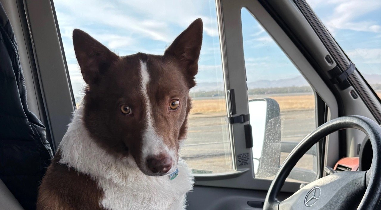 Dog-friendly wine tour Sonoma