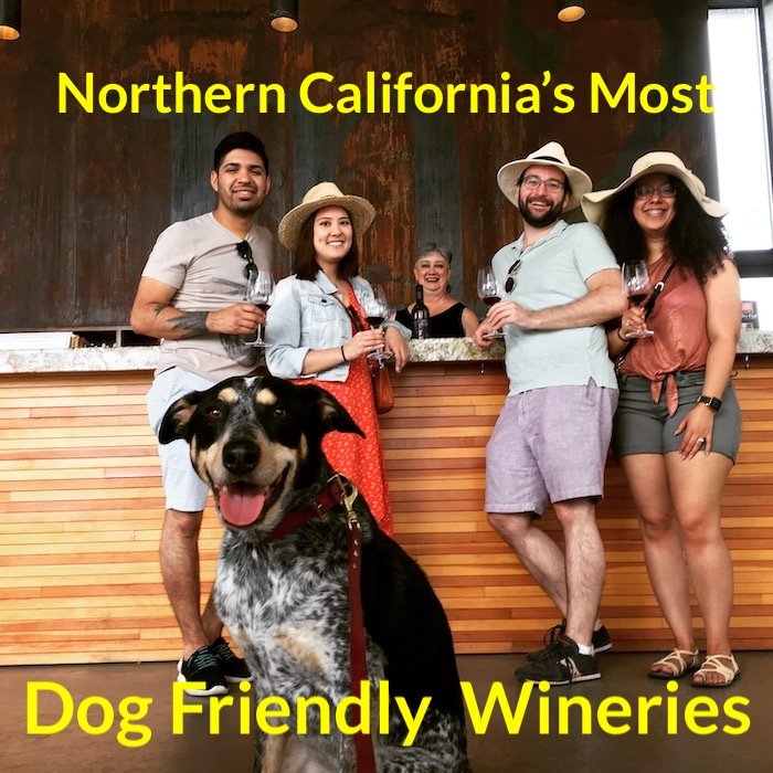 Some of Northern California’s Most Dog Friendly Wineries