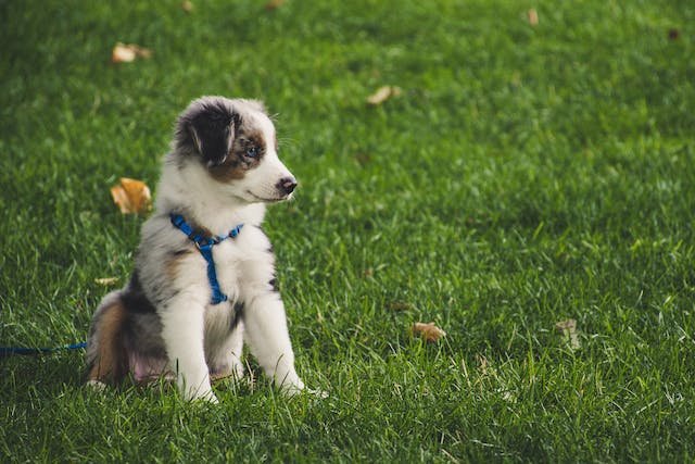 a dog sitting in the grass at a winery