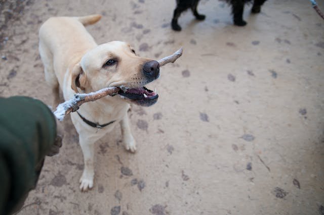 Dog Friendly Temecula 
