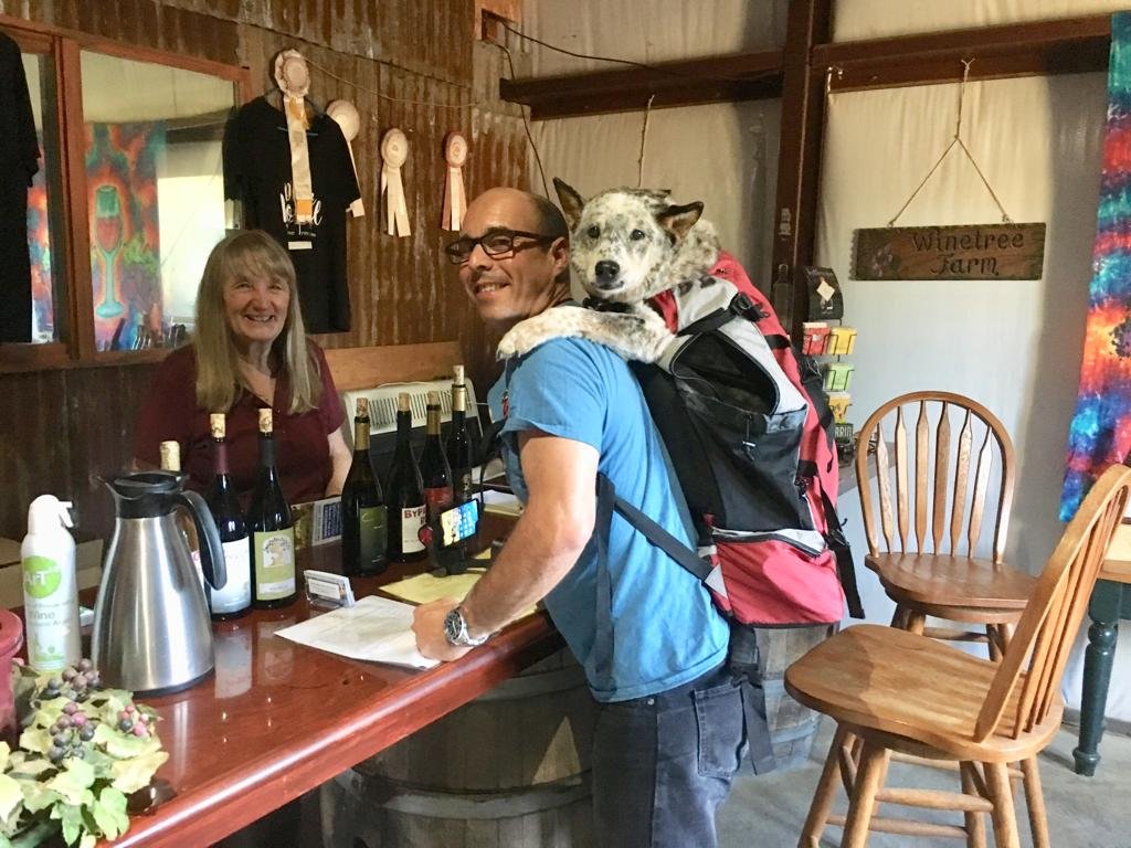 A boy and his dog in a backpack winetasting