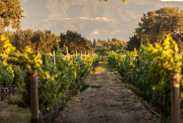 roblar, one of santa ynez best wine tastings