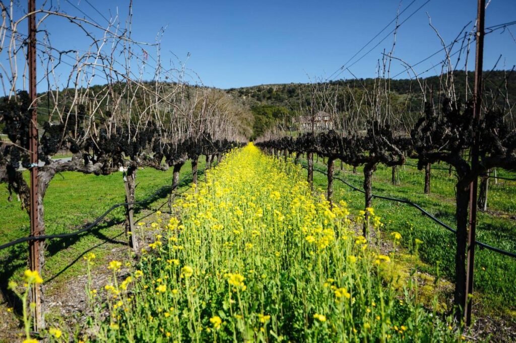 Mustard flowers blooming in a Sonoma Valley vineyard in spring