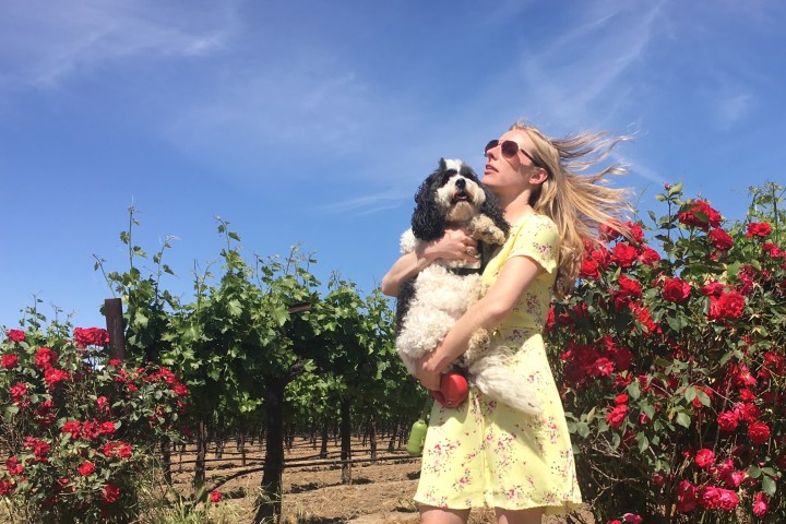 Dog-Friendly-Wine-Tasting-Wine-Tour-Lodi-CA-Destination-Drivers