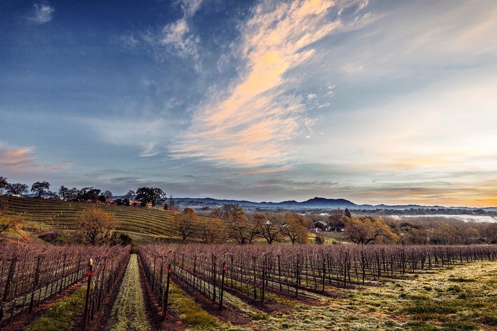 Arista Winery Sonoma County Vineyard